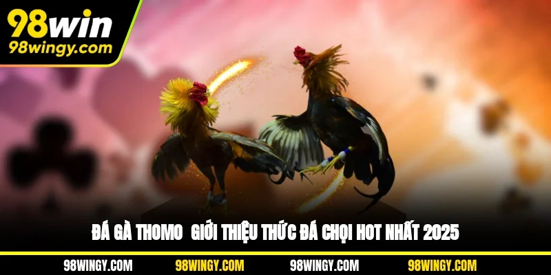 Đá Gà Thomo - Giới Thiệu Thức Đá Chọi Hot Nhất 2025