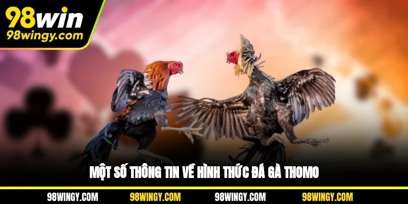 Một số thông tin về hình thức đá gà thomo